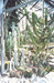 Кактусы в оранжерее Никитского Ботанического сада (Ялта, пос.Никита)