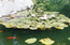 Золотые рыбки и кувшинки в пруду кактусовой оранжереи (Никитский Ботанический сад)
