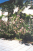 Цветущий олеандр в Никитском Ботаническом саду